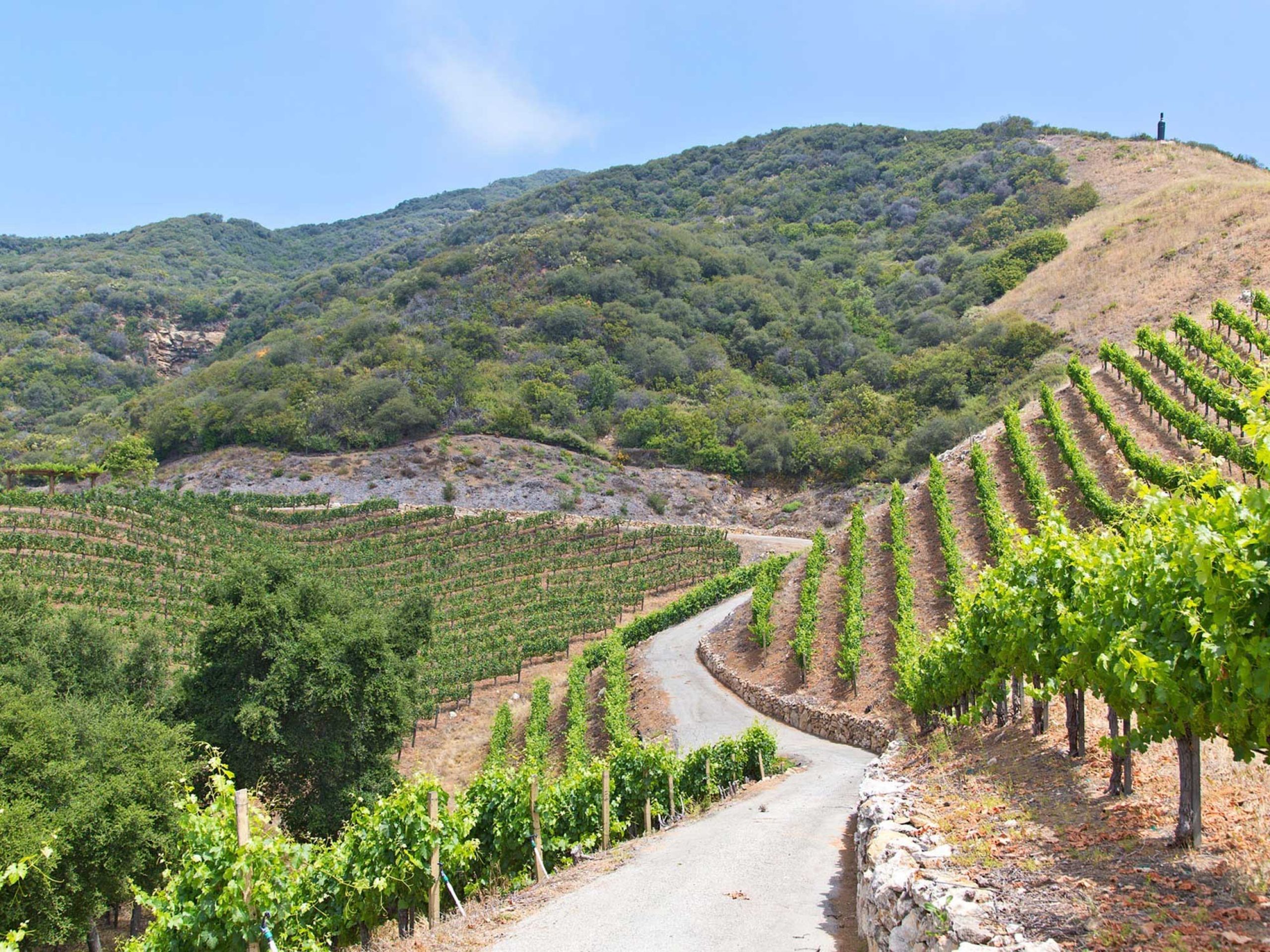 Rosenthal Estate Vineyard
