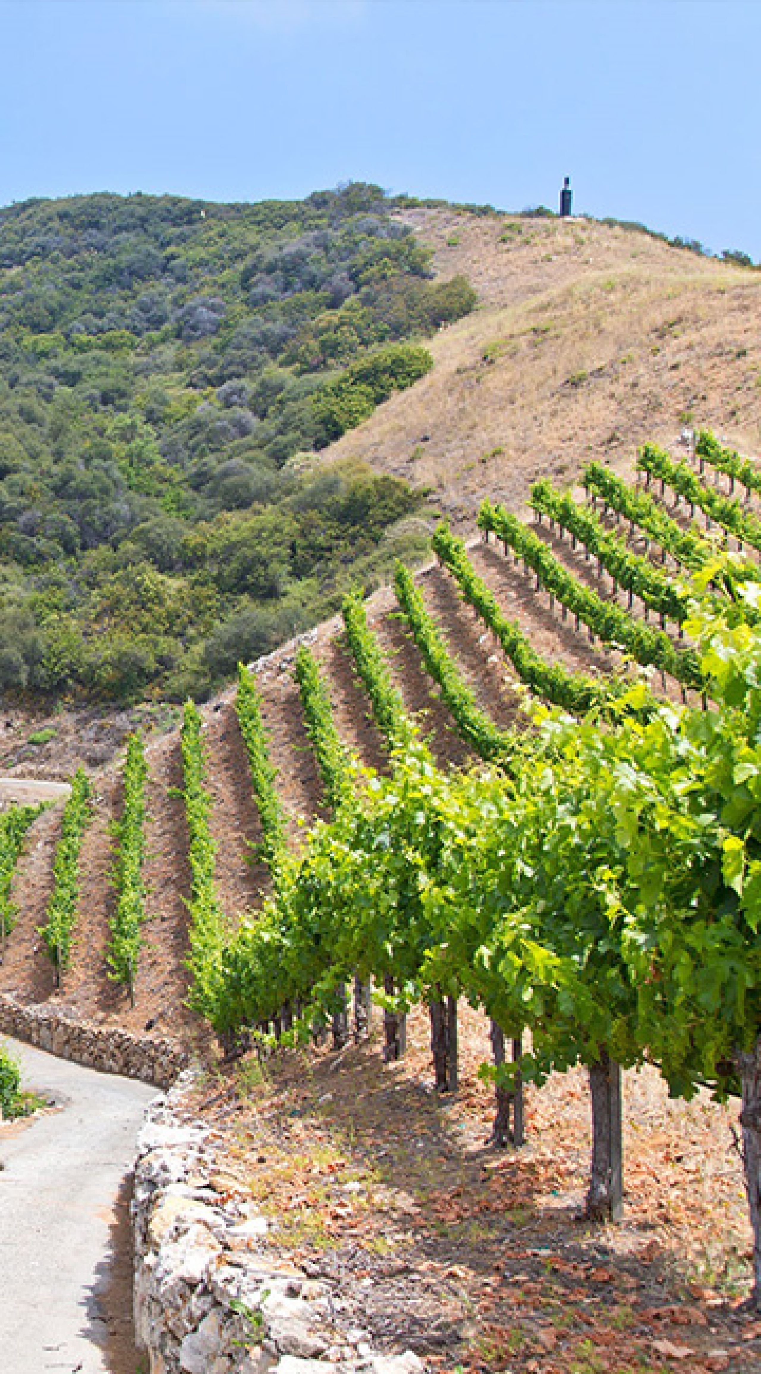 Rosenthal Estate Vineyard